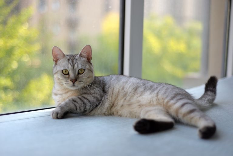 A serene gray tabby cat lounging by a sunny window indoors, capturing a moment of calm.
