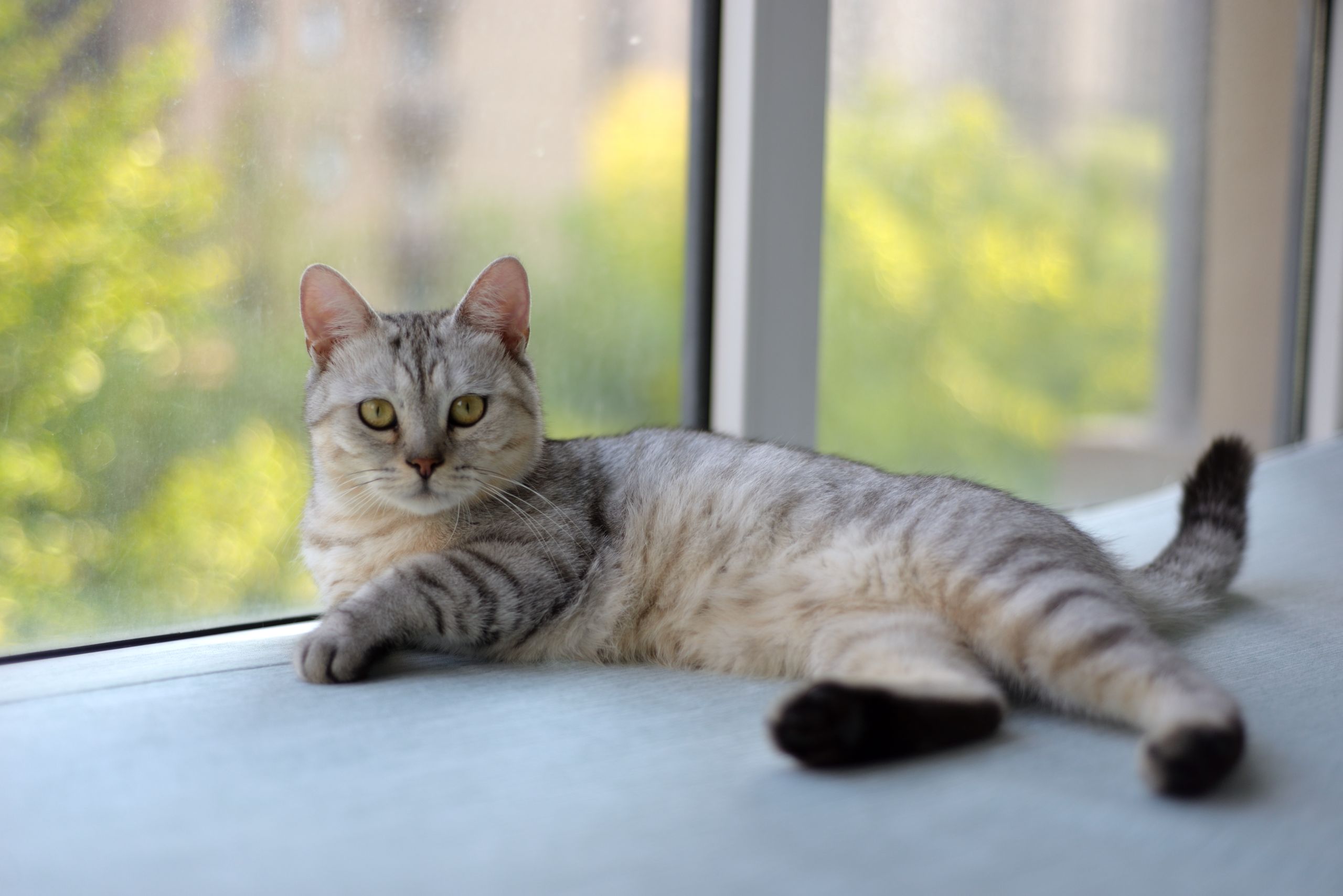 A serene gray tabby cat lounging by a sunny window indoors, capturing a moment of calm.