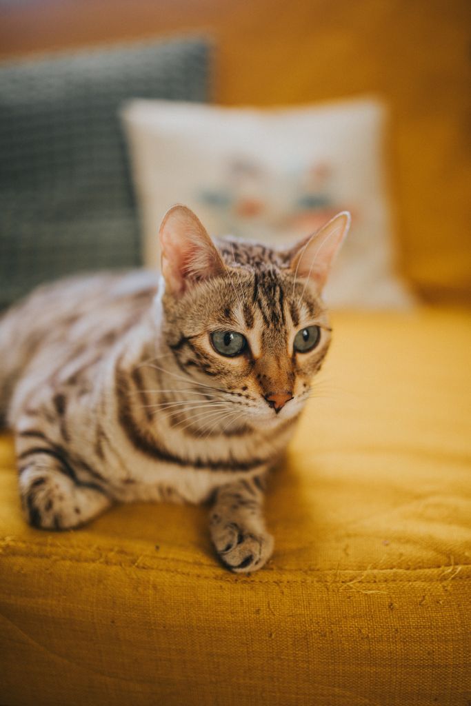 Charming Bengal cat with striking blue eyes resting on a vibrant yellow sofa indoors.